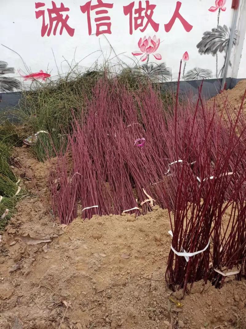 红瑞木、河南红瑞木生产销售基地
