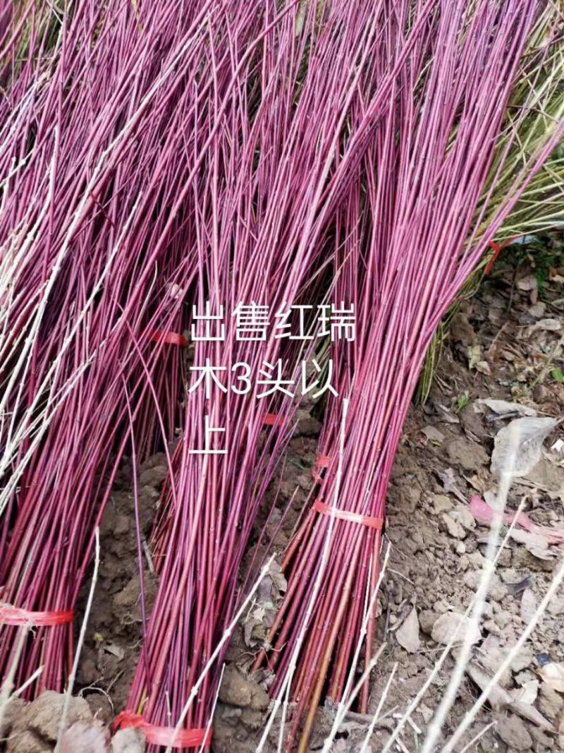 红瑞木、河南红瑞木生产销售基地