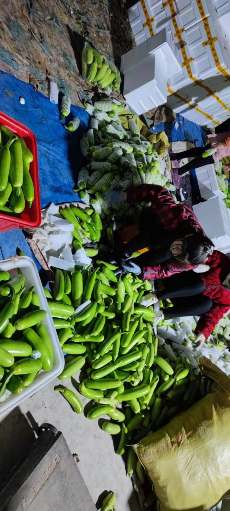 【精品】兰陵县精品西葫芦，产地直发，质量好，价格实惠