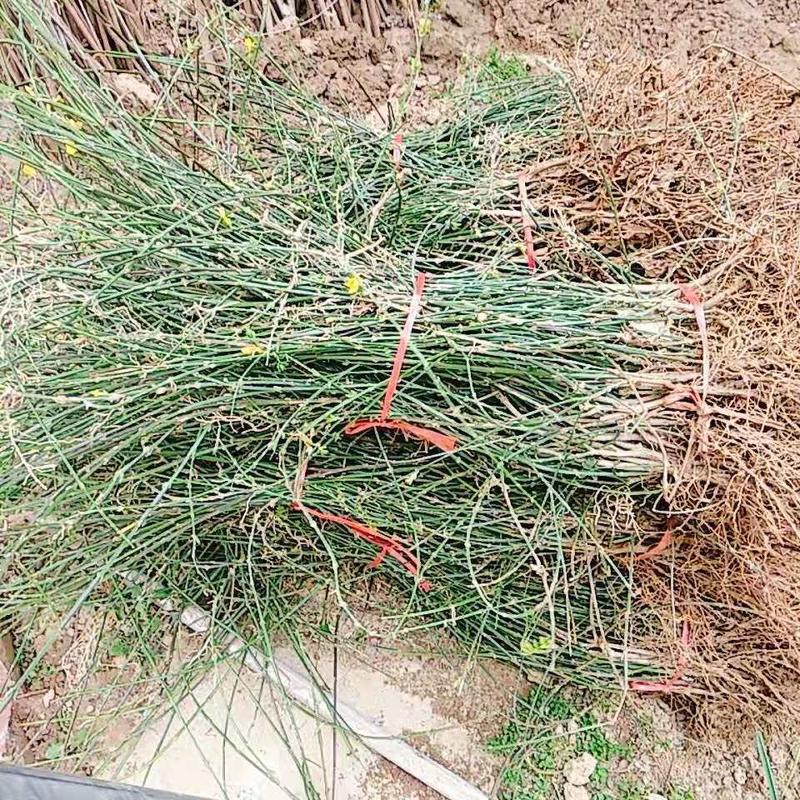 迎春、迎春花工程种植绿化万亩种植销售基地