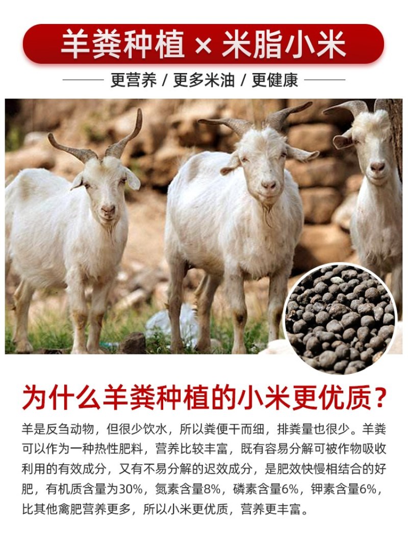 （电商合作）陕北米脂农家小米，米脂小米，一手货源，支持一