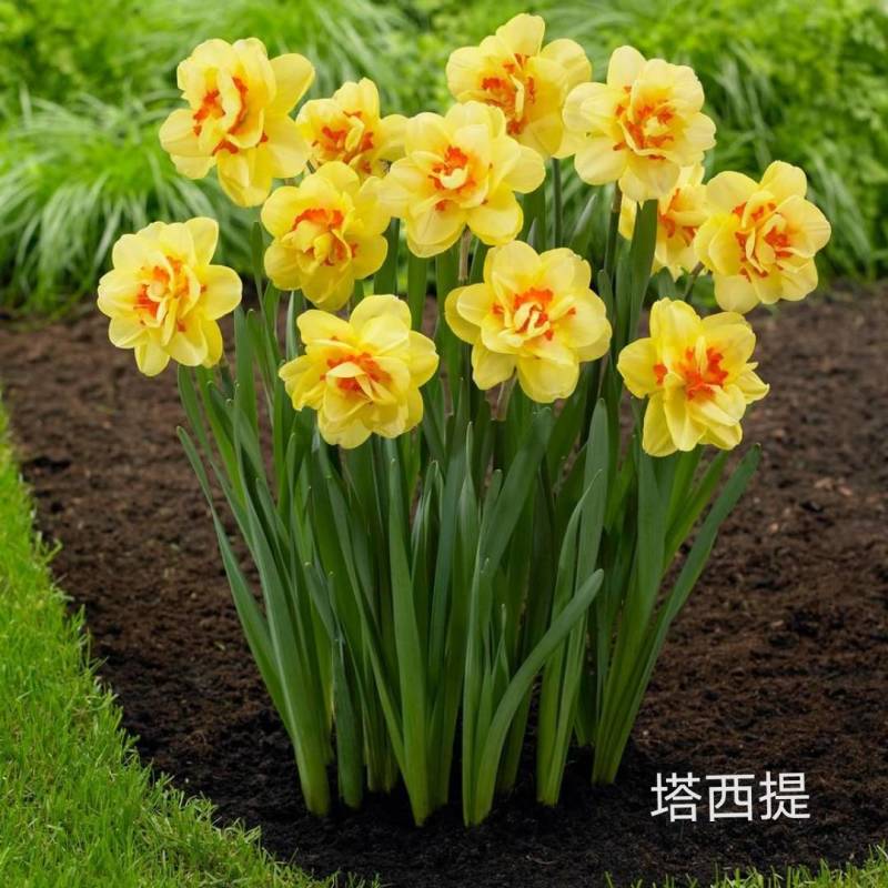 年宵花～洋水仙盆栽～塔西提～带苞发货～春节开花