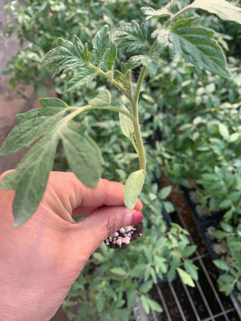 小黄西红柿苗圣女果苗黄皮小番茄苗采摘类水果西红柿苗