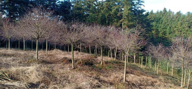 原生日本红枫8—10公分