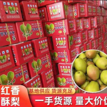 【诚信经营】库尔勒香梨七号梨礼盒装海量资源春节必备