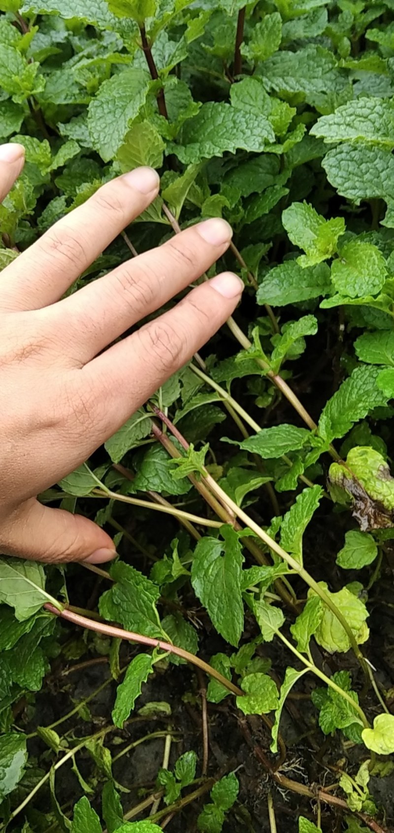 薄荷种苗，薄荷是一种有特种经济价值的芳香作物，中华常用药