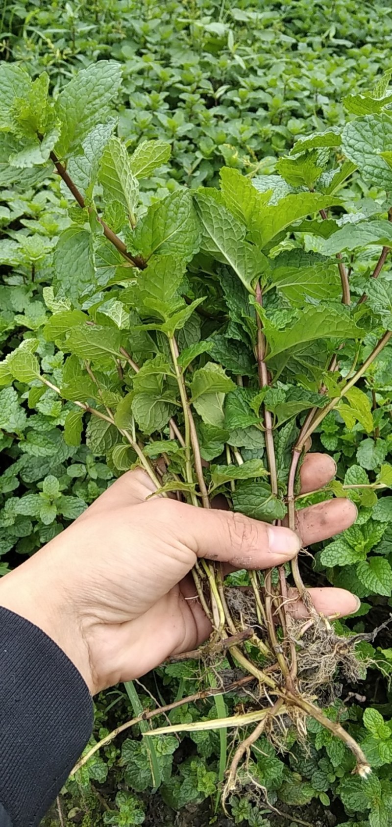 薄荷种苗，薄荷是一种有特种经济价值的芳香作物，中华常用药