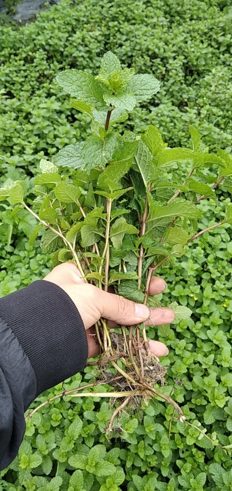 薄荷种苗，薄荷是一种有特种经济价值的芳香作物，中华常用药