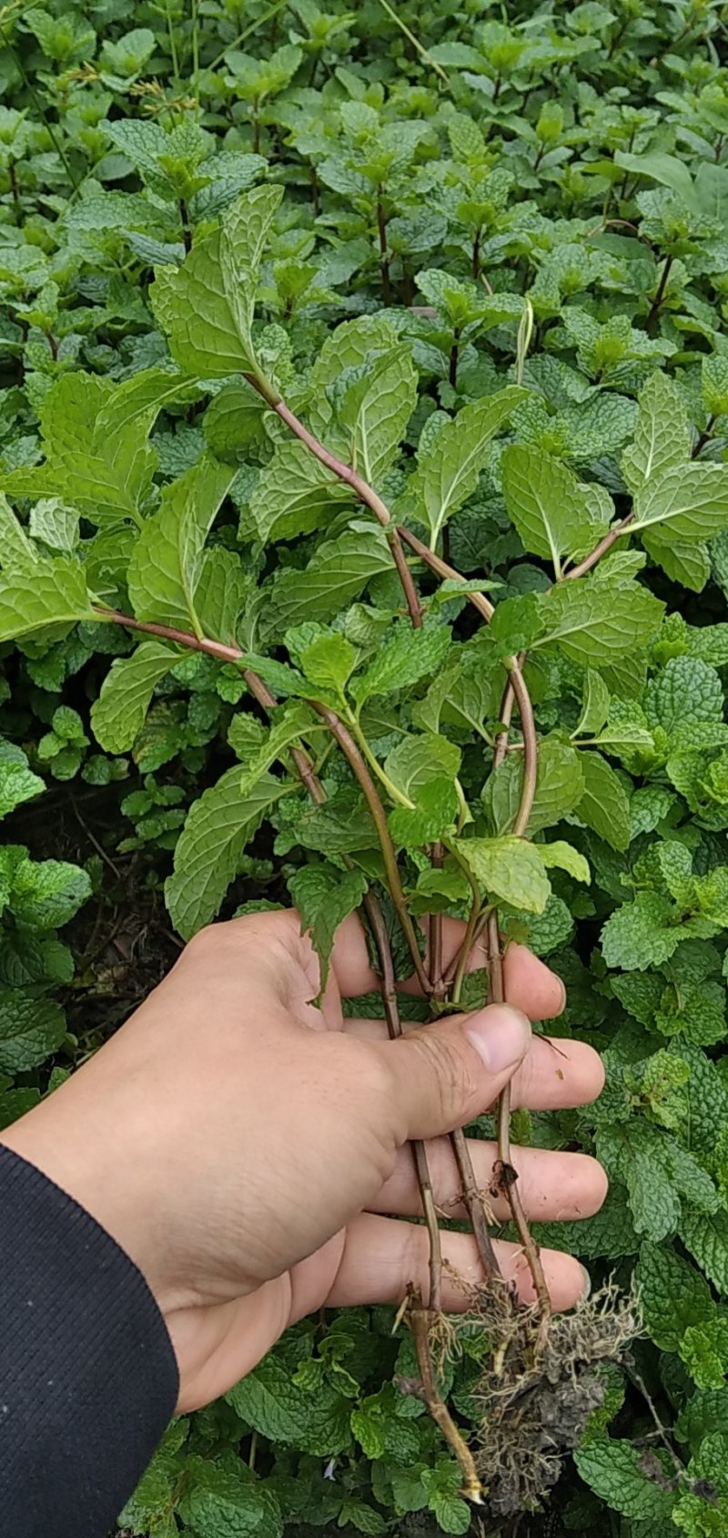 薄荷种苗，薄荷是一种有特种经济价值的芳香作物，中华常用药