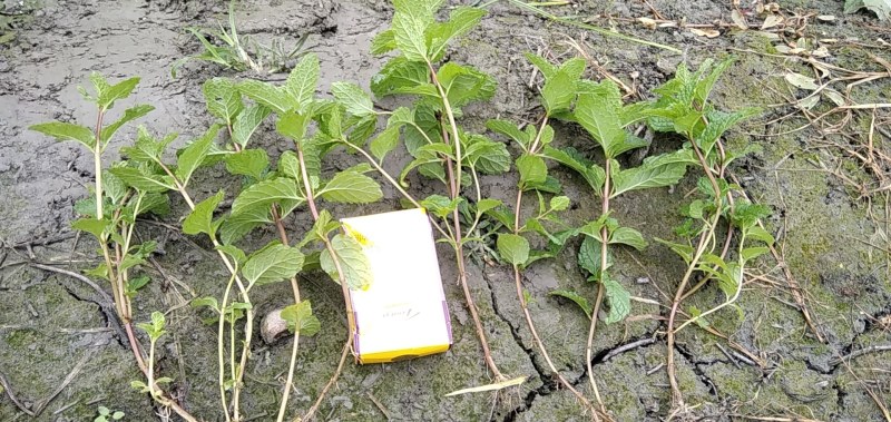 薄荷种苗，薄荷是一种有特种经济价值的芳香作物，中华常用药