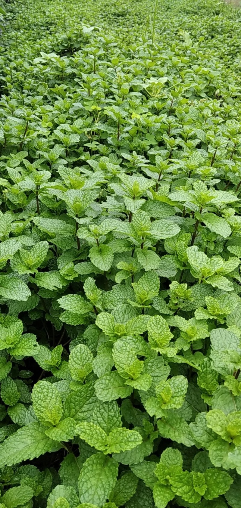 薄荷种苗，薄荷是一种有特种经济价值的芳香作物，中华常用药