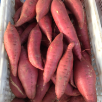 西瓜红红薯商超供应优质红薯