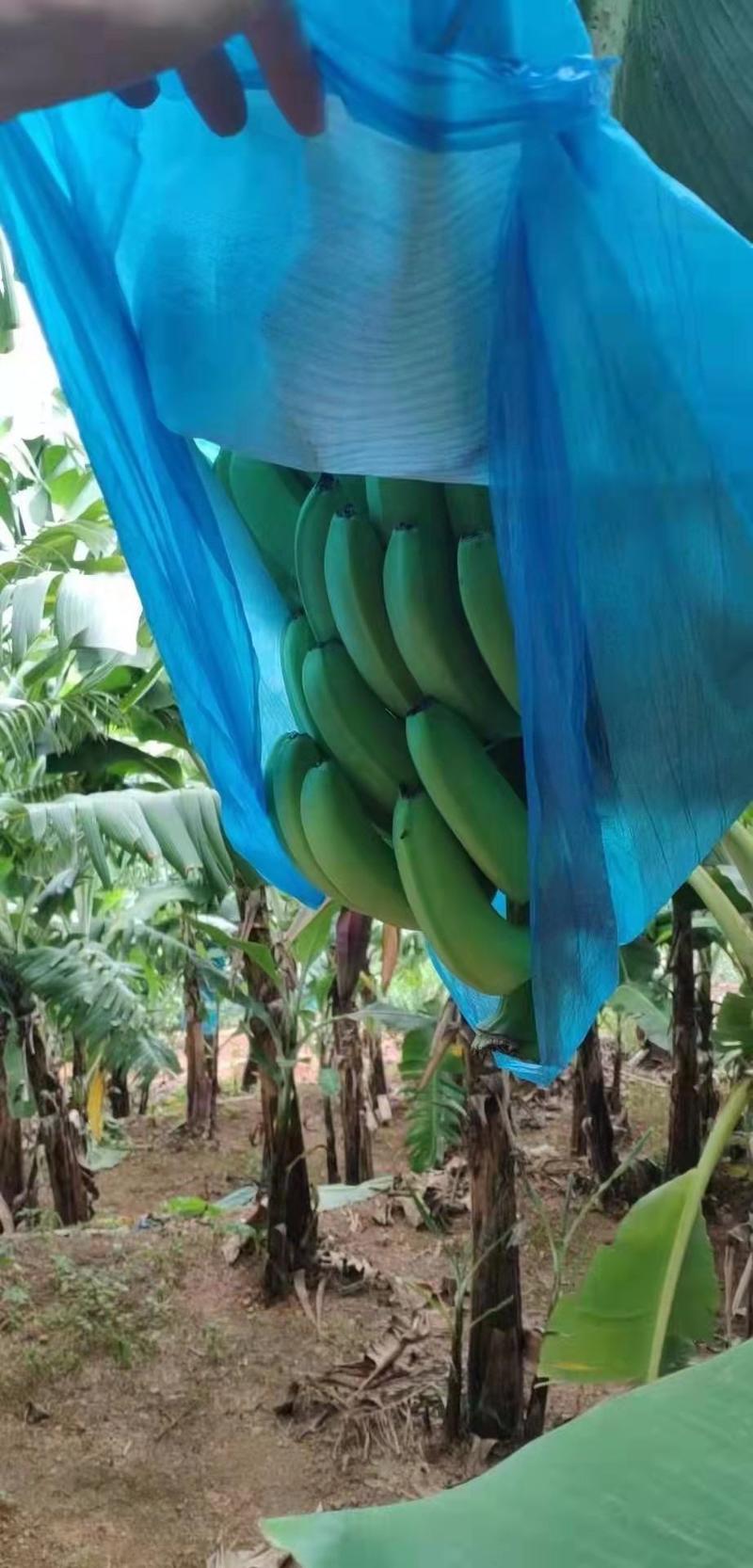 香蕉云南红河绿皮香蕉产地直销一手货源对接全国发货
