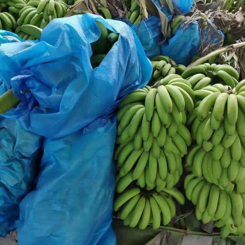 香蕉云南红河绿皮香蕉产地直销一手货源对接全国发货