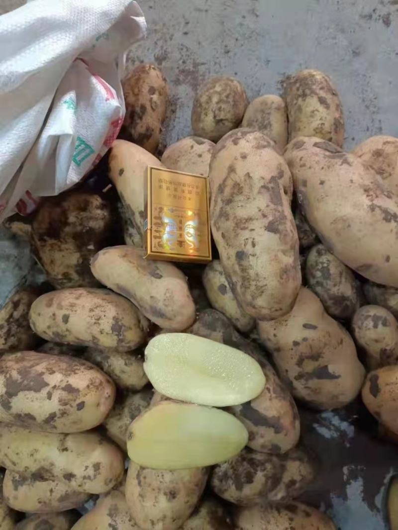 土豆v7土豆马铃薯河南通许种植基地，大量现货，欢迎咨询