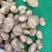 土豆v7土豆马铃薯河南通许种植基地，大量现货，欢迎咨询