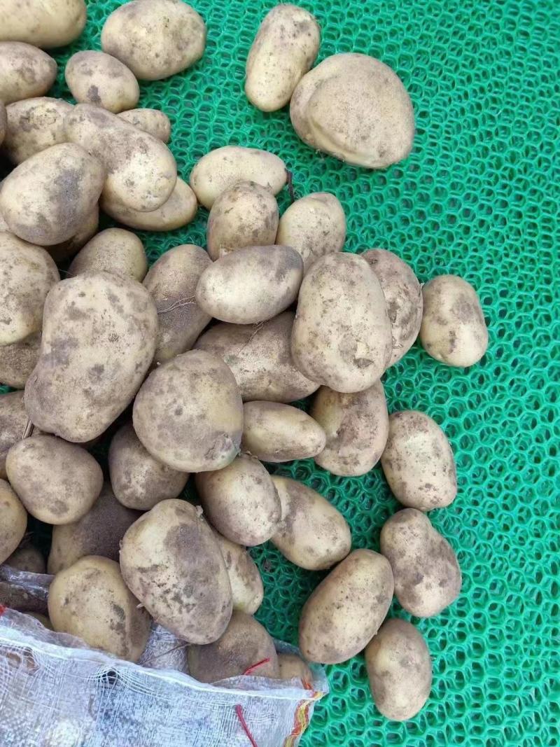 土豆v7土豆马铃薯河南通许种植基地，大量现货，欢迎咨询