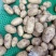 土豆v7土豆马铃薯河南通许种植基地，大量现货，欢迎咨询
