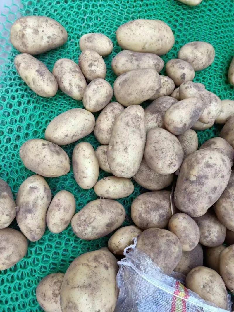土豆v7土豆马铃薯河南通许种植基地，大量现货，欢迎咨询