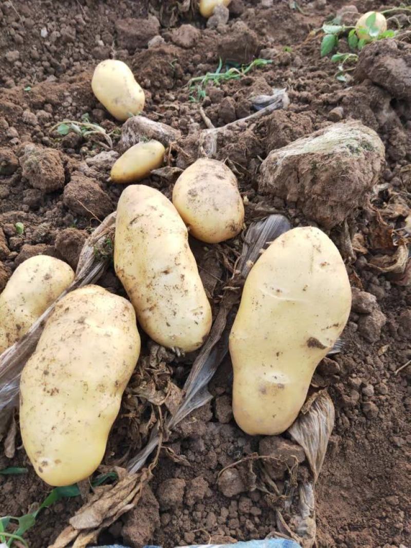 河南开封精品土豆v7土豆产地直发货量充足一手货源