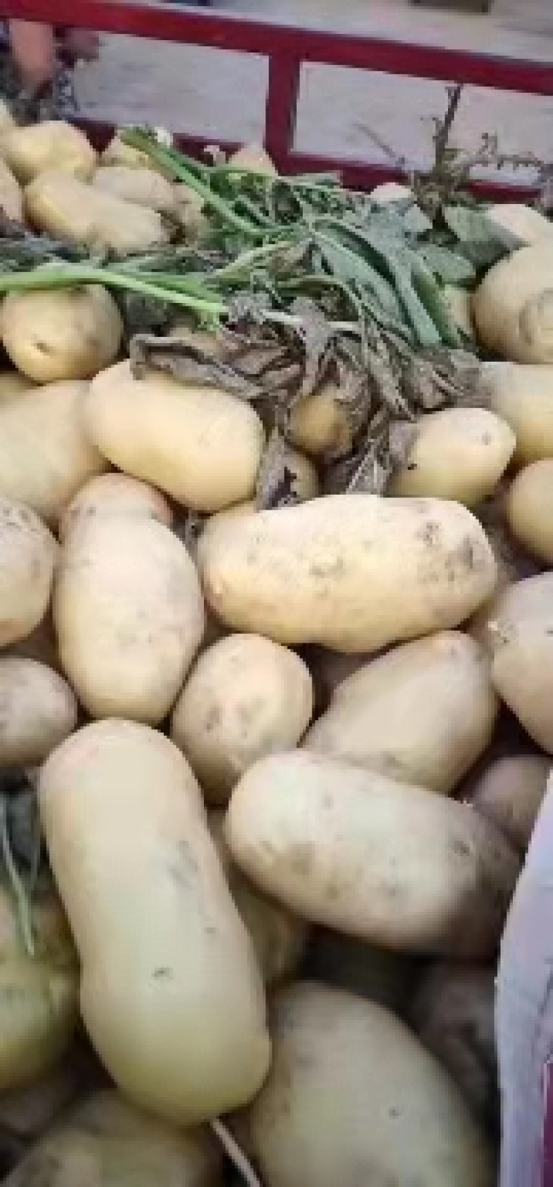 河南开封精品土豆v7土豆产地直发货量充足一手货源