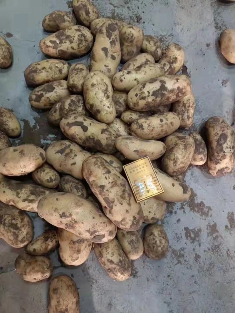 河南开封精品土豆v7土豆产地直发货量充足一手货源