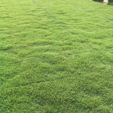 草皮