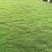 草皮