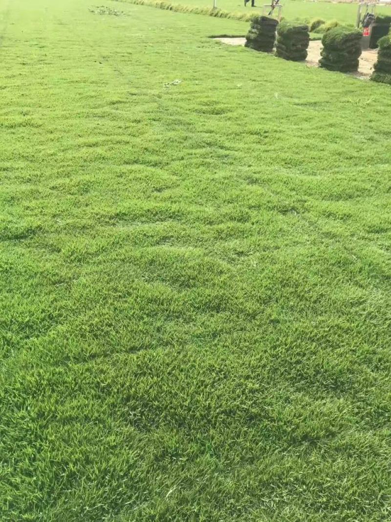 草皮