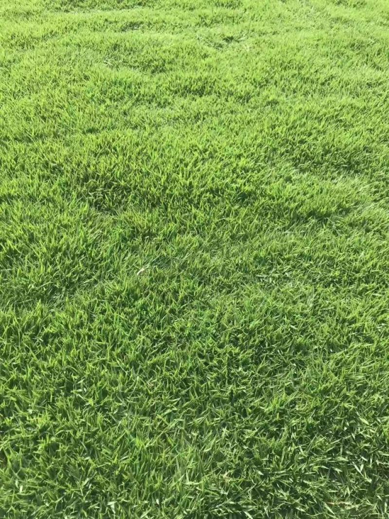 草皮