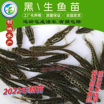 2022新苗黑鱼鱼苗生鱼苗杂交黑鱼苗观赏鱼放生鱼