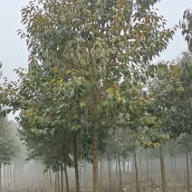 大叶女贞苗圃货黑土田苗