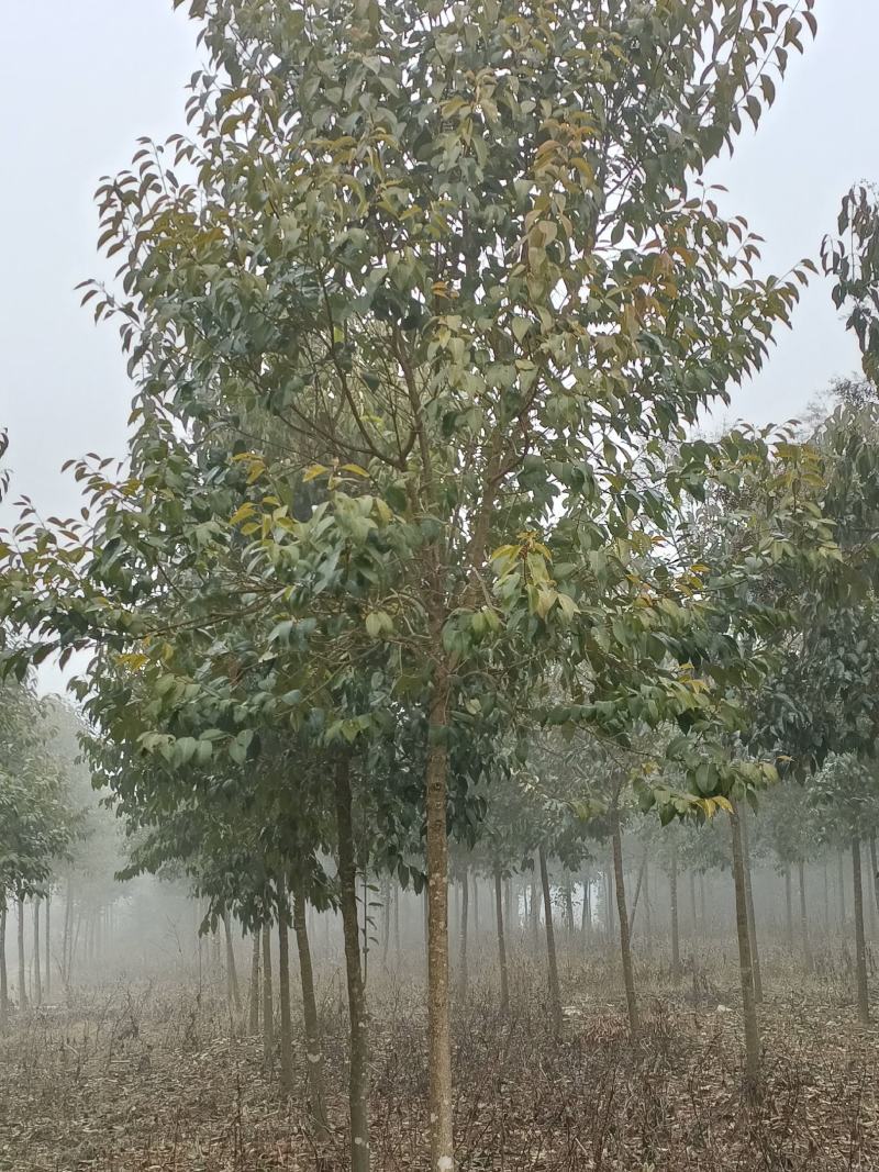 大叶女贞苗圃货黑土田苗