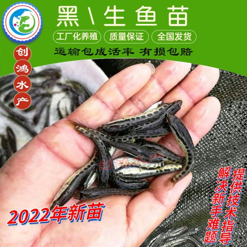 2022新苗黑鱼鱼苗生鱼苗杂交黑鱼苗观赏鱼放生鱼
