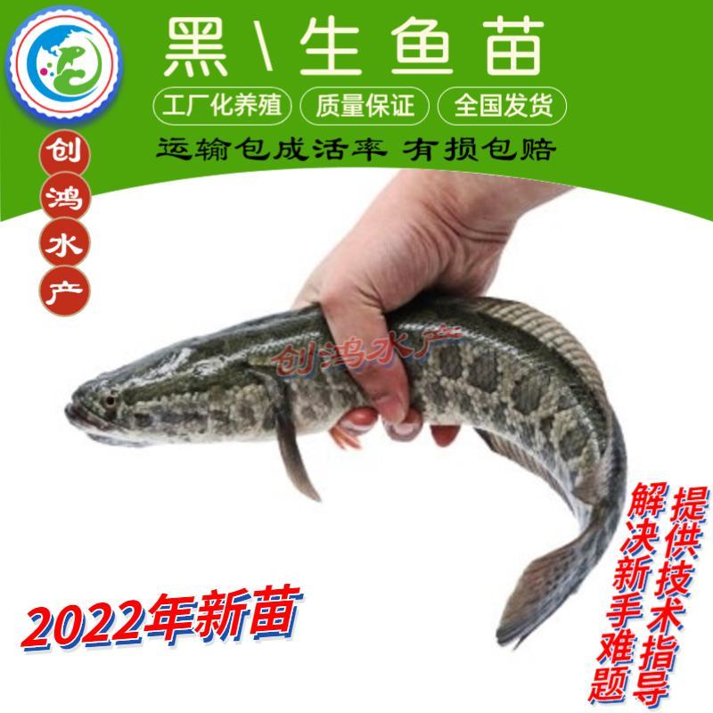 2022新苗黑鱼鱼苗生鱼苗杂交黑鱼苗观赏鱼放生鱼