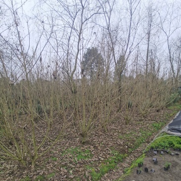 丛生木芙蓉丛生木芙蓉基地直发，常年出售精品木芙蓉