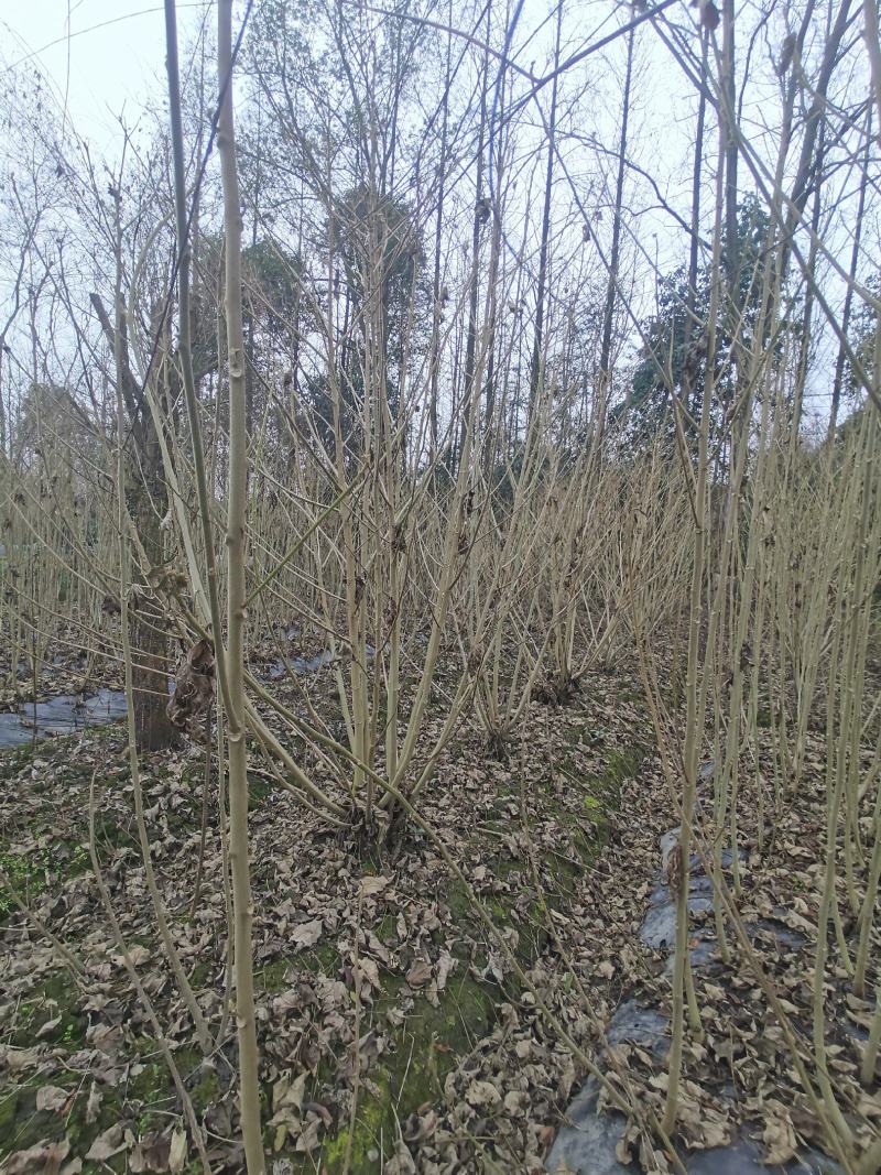 丛生木芙蓉丛生木芙蓉基地直发，常年出售精品木芙蓉