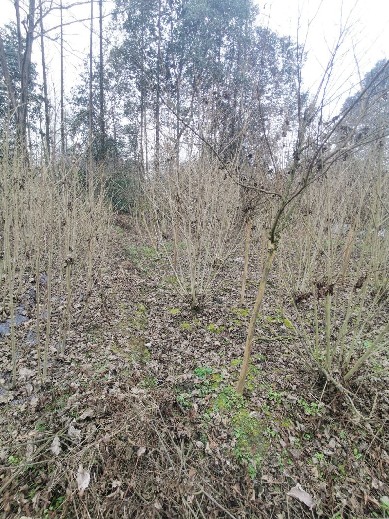 丛生木芙蓉丛生木芙蓉基地直发，常年出售精品木芙蓉