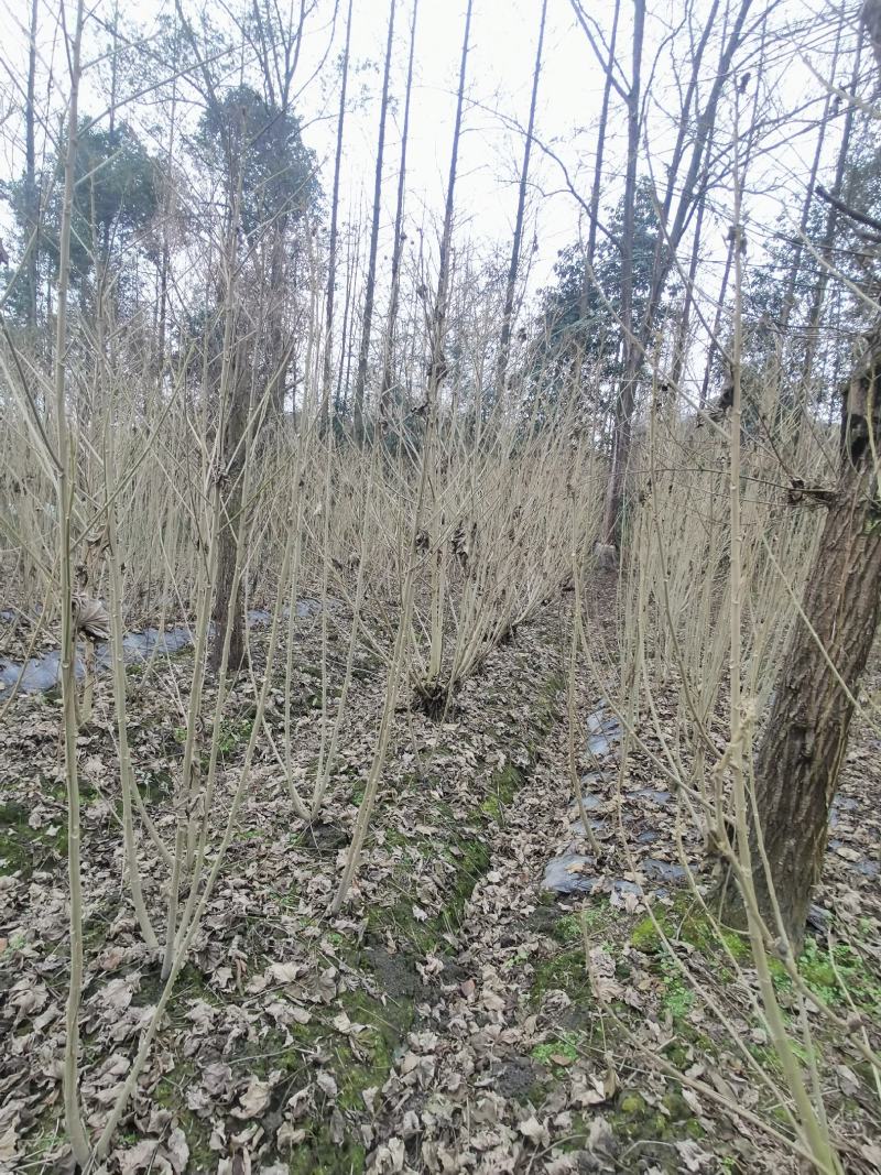 丛生木芙蓉丛生木芙蓉基地直发，常年出售精品木芙蓉