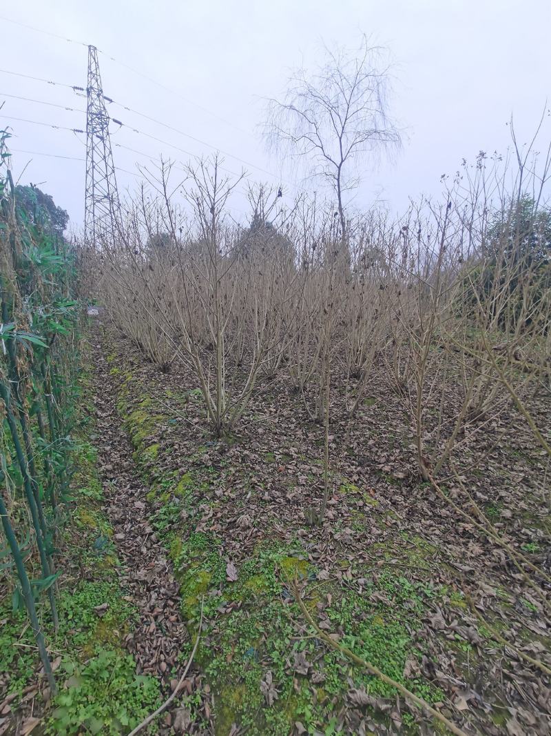 丛生木芙蓉丛生木芙蓉基地直发，常年出售精品木芙蓉