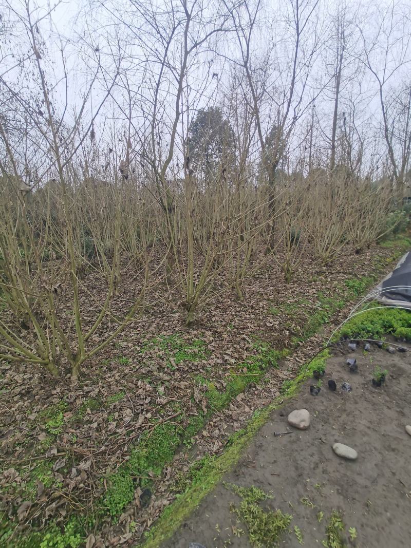 丛生木芙蓉丛生木芙蓉基地直发，常年出售精品木芙蓉