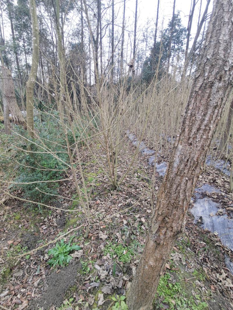 丛生木芙蓉丛生木芙蓉基地直发，常年出售精品木芙蓉
