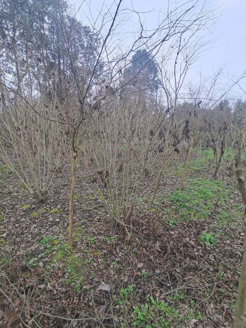 丛生木芙蓉丛生木芙蓉基地直发，常年出售精品木芙蓉