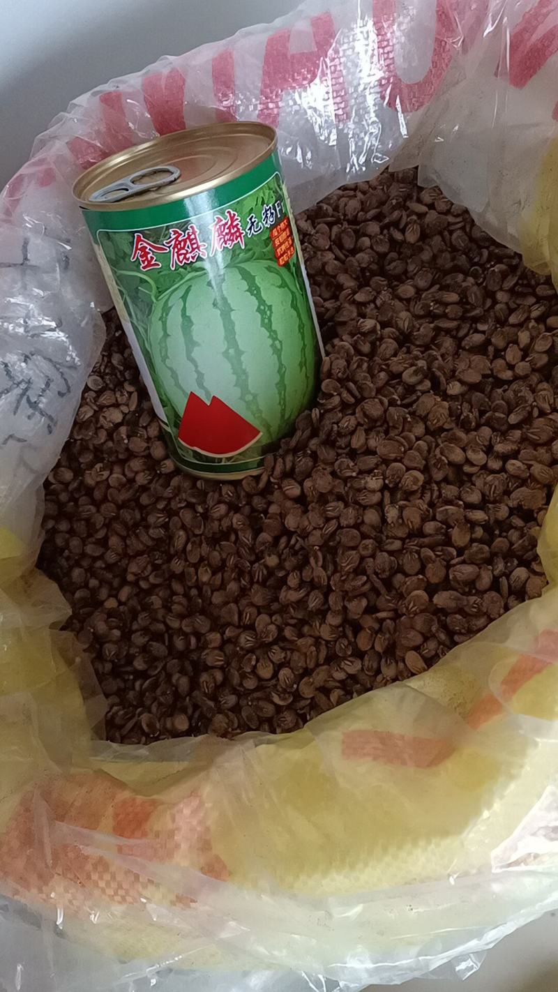 金麒麟无籽西瓜种子大红瓤皮韧抗裂耐运个大品质好