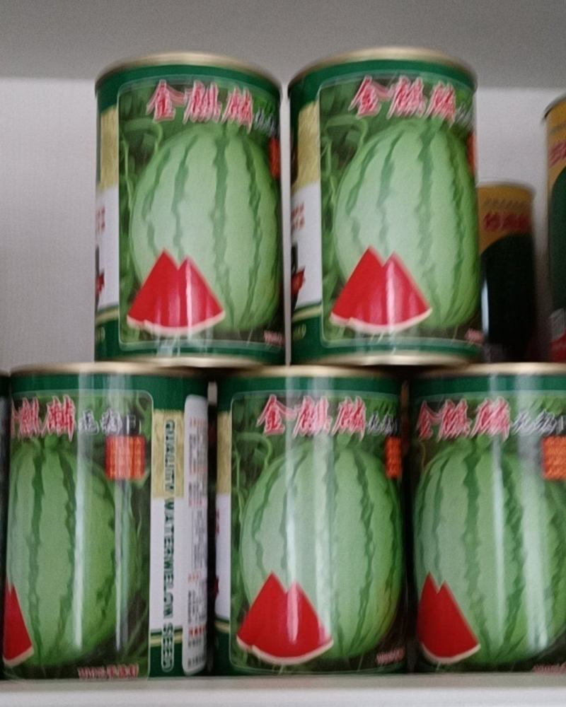 金麒麟无籽西瓜种子大红瓤皮韧抗裂耐运个大品质好