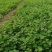 山东芹菜苗皇后芹菜苗全国发货，基地直供技术指导量大优惠