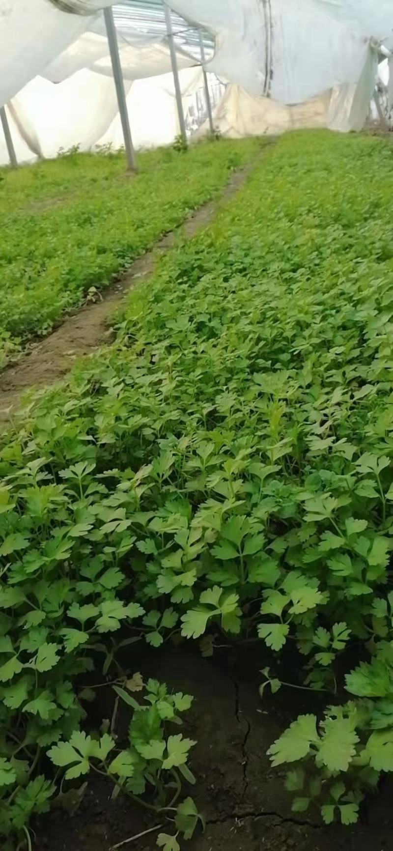 山东芹菜苗皇后芹菜苗全国发货，基地直供技术指导量大优惠