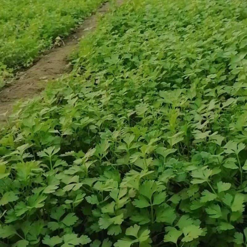 山东芹菜苗皇后芹菜苗全国发货，基地直供技术指导量大优惠