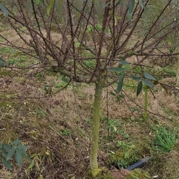 三年花椒树3000棵，运费自理！泸州泸县
