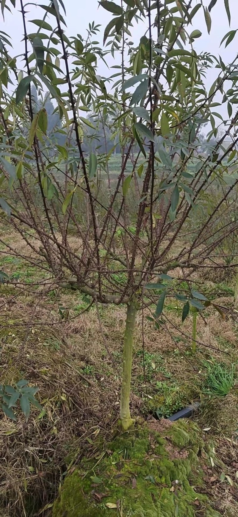 三年花椒树3000棵，运费自理！泸州泸县